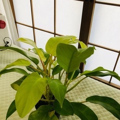 この美しい観葉植物が好きな人は誰でも購入できます。の画像