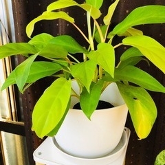 この美しい観葉植物が好きな人は誰でも購入できます。の画像