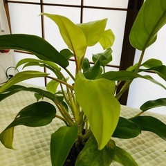 この美しい観葉植物が好きな人は誰でも購入できます。の画像