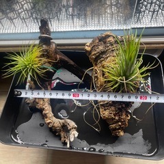エアプランツ　ビカクシダ　塊根植物の画像
