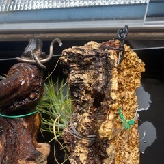 エアプランツ　ビカクシダ　塊根植物の画像