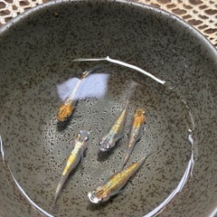 メダカ　ユリシスパラディーゾ1ペア の画像