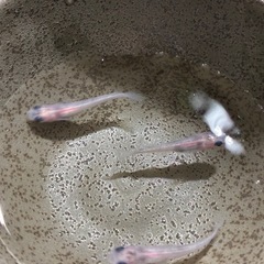 メダカ　白斑ディープホワイト1ペアの画像