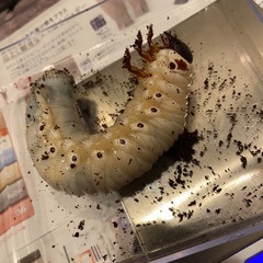 ヘラクレスオオカブトの幼虫①の画像