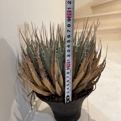 エボリスピナ　現地株の画像