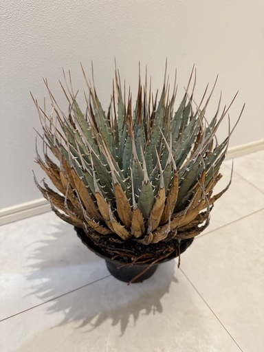 エボリスピナ　現地株