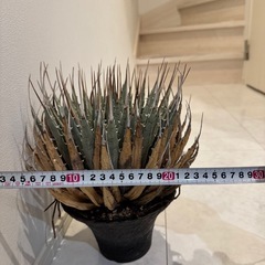 エボリスピナ　現地株の画像