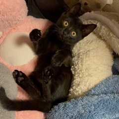 甘えんぼ黒猫♡