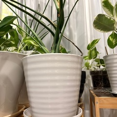 【大型・存在感抜群】立派なモンステラ デリシオーサ 鉢植え の画像