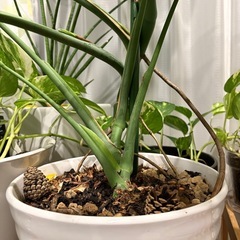 【大型・存在感抜群】立派なモンステラ デリシオーサ 鉢植え の画像