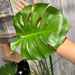 【大型・存在感抜群】立派なモンステラ デリシオーサ 鉢植え の画像