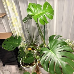 【大型・存在感抜群】立派なモンステラ デリシオーサ 鉢植え の画像