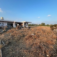 黒木幹、枯れ木等の画像