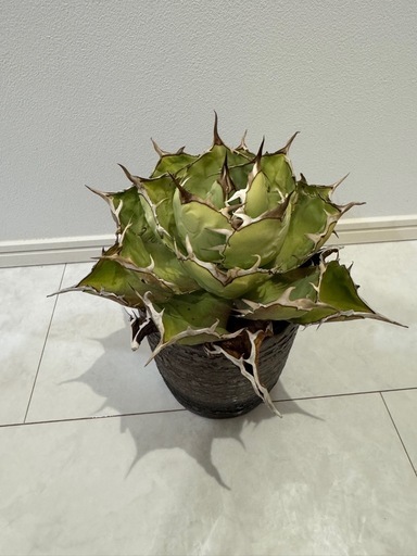 アガベ　チタノタ　オテロイ　イラン産