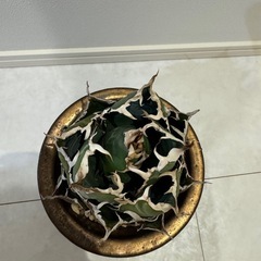 アガベ　チタノタ　オテロイ　白鯨の画像