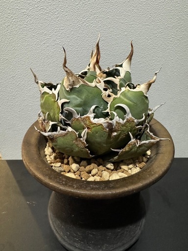 アガベ　チタノタ　オテロイ　白鯨