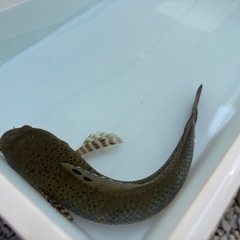 スネークヘッド　熱帯魚　チャンナプルクラ　の画像