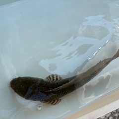スネークヘッド　熱帯魚　チャンナプルクラ　の画像