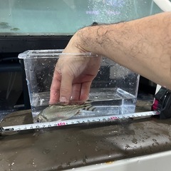 カラープロキロダス　カラプロ　10〜11cmの画像