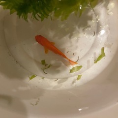 金魚 差し上げますの画像