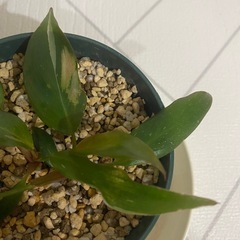 植物　フィロデンドロン　ピンクプリンセスの画像