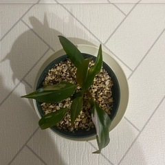 植物　フィロデンドロン　ピンクプリンセスの画像