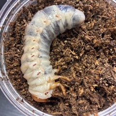 ダイオウヒラタクワガタ幼虫の画像