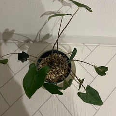 観葉植物　アロカシア　ゼブリナの画像