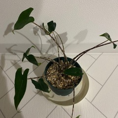 観葉植物　アロカシア　ゼブリナの画像