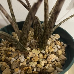 観葉植物　アロカシア　ゼブリナの画像