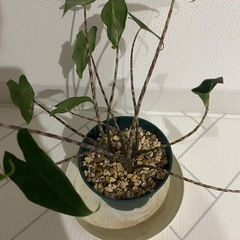 観葉植物　アロカシア　ゼブリナの画像