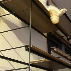 キャットタワー？　キャットステップ？の画像