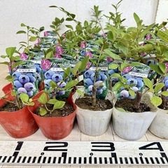 【植物】《まとめ売り》ブルーベリー苗 60株の画像