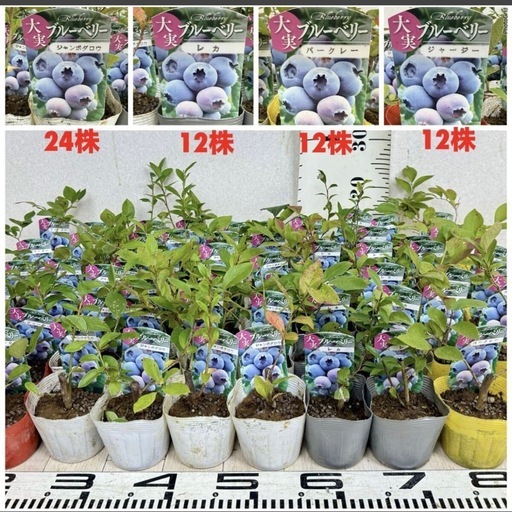 【植物】《まとめ売り》ブルーベリー苗 60株 ①