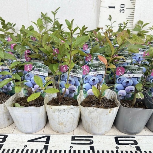 【植物】《まとめ売り》ブルーベリー苗 60株 ①