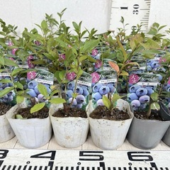 【植物】《まとめ売り》ブルーベリー苗 60株の画像
