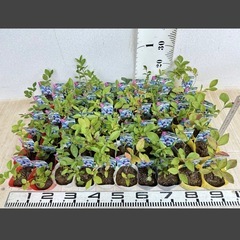 【植物】《まとめ売り》ブルーベリー苗 60株の画像