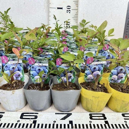 【植物】《まとめ売り》ブルーベリー苗 60株 ①