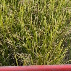 令和7年度産　新米ハツシモ　30キロ　1等米級　減農薬　有機肥料の画像