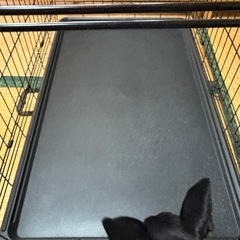 ドッグケージ　折りたたみ　犬の画像