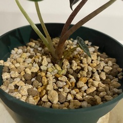 観葉植物　アロカシア　ベイビーの画像