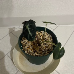 観葉植物　アロカシア　ベイビーの画像