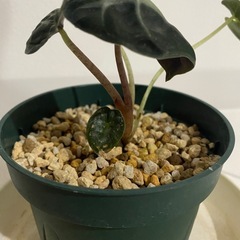 観葉植物　アロカシア　ベイビーの画像