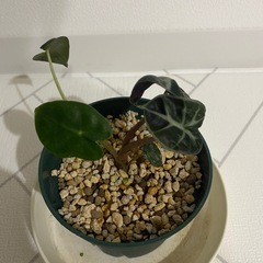 観葉植物　アロカシア　ベイビーの画像