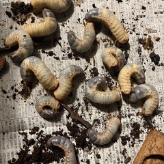 カブトムシ幼虫の画像