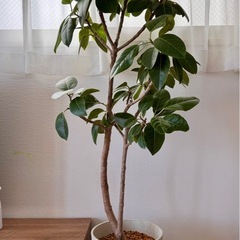 問い合わせした方すいません。決まりました。の画像