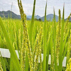 令和7年度🌾新米🌾の画像