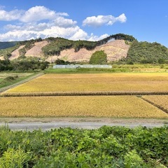令和7年度🌾新米🌾の画像