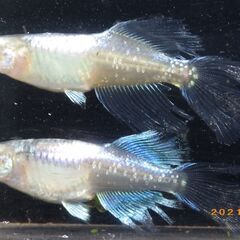 今年産まれの眉山（びざん）メダカの幼魚　ロングフィンの画像