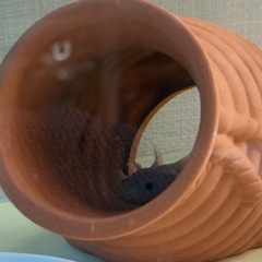 金魚　メダカ　ウーパールーパー　引き取ります